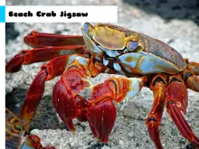 Beach Crab Jigsaw