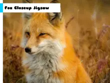 Fox Closeup Jigsaw