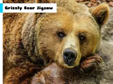 Grizzly Bear Jigsaw