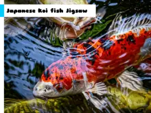 Japanese Koi Fish Jigsaw