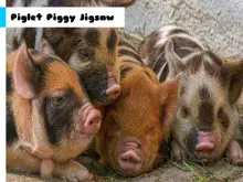 Piglet Piggy Jigsaw