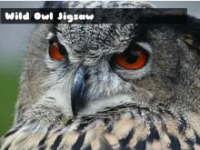 Wild owl Jigsaw